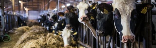 Euroopa number üks: Eesti lehmad lüpsid 20 aasta rekordi