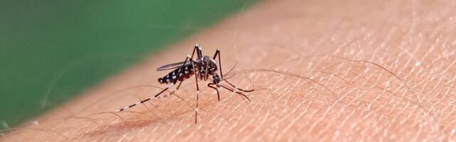 Dengepalaviku haigusjuhtude arv on märgatavalt kasvanud