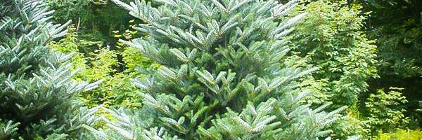 Kuusk vs Nulg: Kuidas erinevad need okaspuud oma välimuse, struktuuri ja kasvutingimuste poolest?