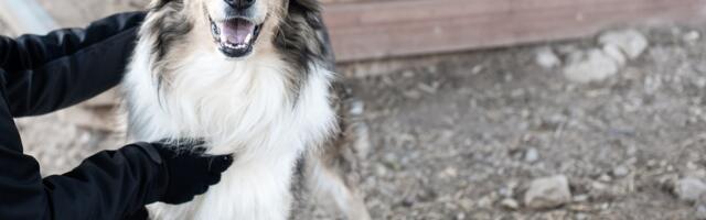 Musta kassi kuu lõppes edukalt - algab seeniorkoerte kuu