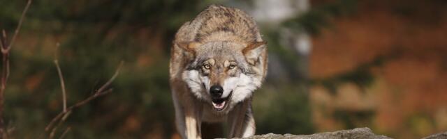 VIDEO | Vaata, kuidas hunt Tartumaal tee ääres hiiri püüab!