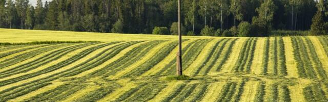 Kuidas päästeti 3000 pealine veisekari näljasurmast? Põuaga toimetulekuks jagab soovitusi talunik Avo Kruusla