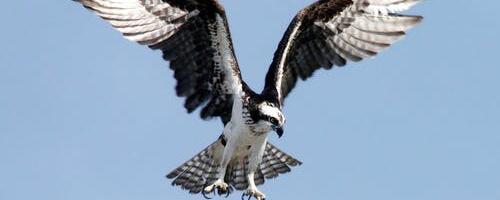 Uues kuues Kabli linnujaam on sügisrändeks valmis