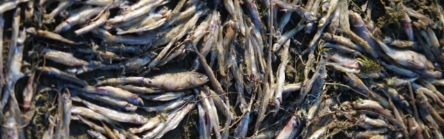 Tartu teadlased proovivad haavaravis kasutada kalajääke