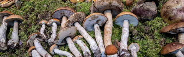 Ära ehmu, kui seen siniseks läheb! See on sulle hoopis kasulik