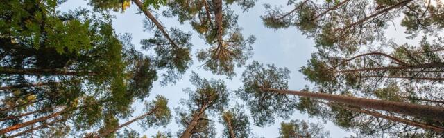 Uus Saaremaa metsaülem elab Hiiumaal