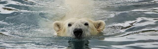 Märtsis tulevad Tallinna loomaaeda Taanist kaks uut jääkaru