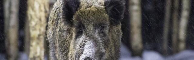 Järgmisel hooajal on riiklik tellimus küttida 18 000 metssiga