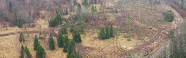 Miila hiiemäel toimunud raie toob esile pühapaikade puuduliku kaitse