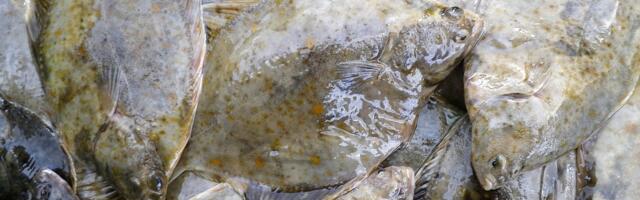 2026. aasta kala on lest