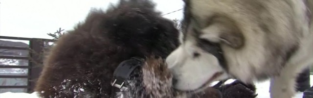 Reporter: Malamuudi parimaks sõbraks 10-kuune päntajalg