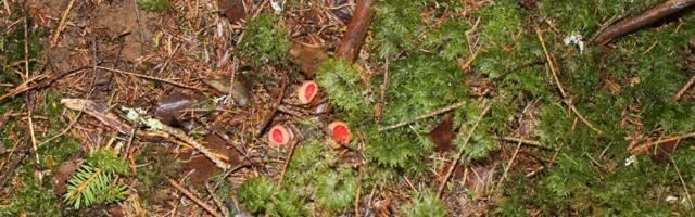 Keskkonnaministeerium: Riigikontrolli auditi ettepanekud on juba töös