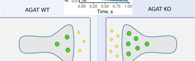 Uuring: kreatiinipuudulikkus siiski ei põhjusta südamepuudulikkust