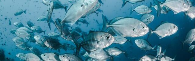 Keelesäuts. Kalade poeesia