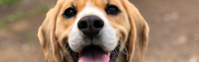 Kesk-Türgi kutsikaluud nihutavad kodukoerte ajaloo 5000 aastat varasemaks