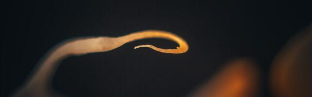 Mis on sooleparasiidid.