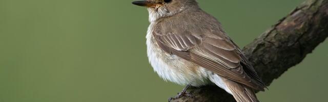 Uuring: vooluvee rohkus aitab pidurdada hall-kärbsenäpi arvukuse kiiret vähenemist