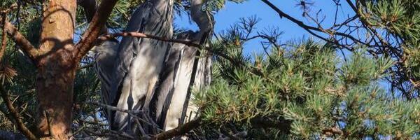 ChatGTP: mida tuleks silmas pidada lindude kevadise pesitsusrahu ajal