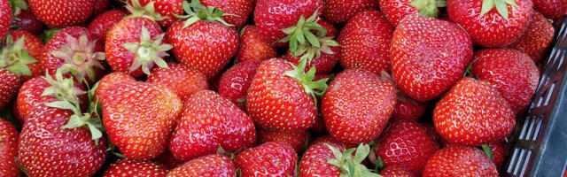 Kas teadsid? Ära viska maasika varreotsi ära – põhjus võib olla üllatav Kas teadsid? Ära viska maasika varreotsi ära – põhjus võib olla üllatav