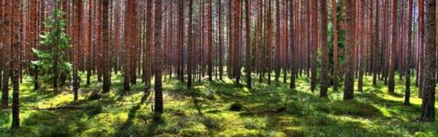 Droon leidis magava kadunu: Otsing Anija vallas lõppes õnnelikult