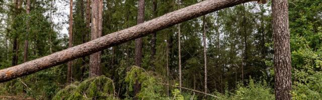 SPETSIALIST SELGITAB | Mida ette võtta, kui mets on kahjustatud?