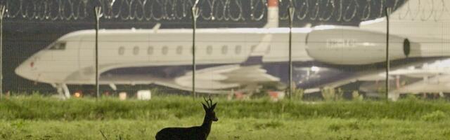 PÖFF-I DOKISOOVITUSED | Riiakad loomad-linnud Riia lennujaamas ning viletsus Ameerika moodi