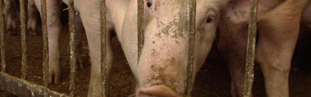 Viljandimaal algas põllumajandusloomade matmispaika ümbritseva aia ehitus