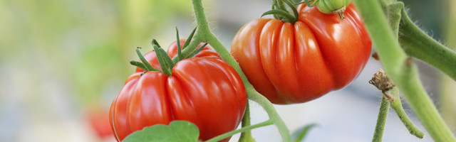 Kuidas tomatitaimi hooldada, et need korraliku saaki annaks