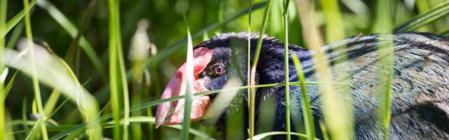 VÄIKESTVIISI IME | Väljasurnuks peetud eelajalooline lind naaseb Uus-Meremaa metsadesse