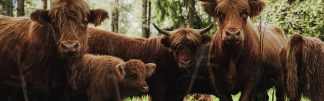 PÄEVAHOROSKOOP: laupäev, 26. aprill