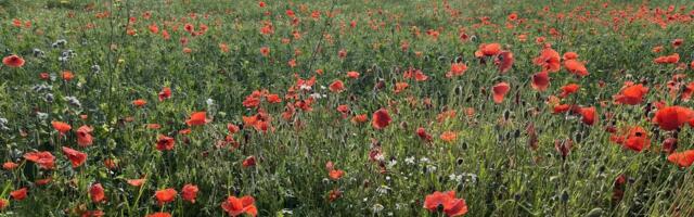 FOTOD | Moonid on vallutanud hernepõllu