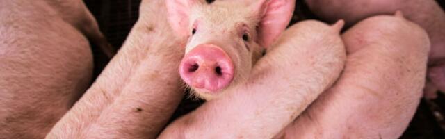 Seakatk murdis Eesti suurimasse sigalasse