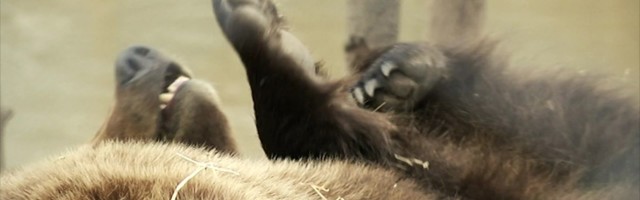 Reporter: Järva-Jaanis nähti karupoegi!