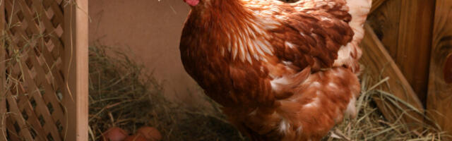 Kas kana on kuudis? Linnugripi riski tõttu peavad kodulinnud jätkuvalt püsima siseruumides