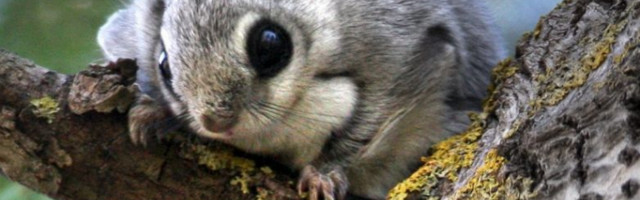 Tõnis Mölder: Laiendame lendorava püsielupaikade ala