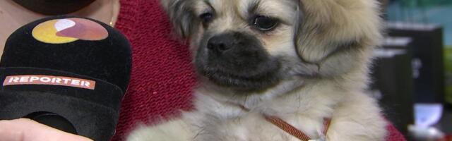 Reporter: Eesti Kennelliit korraldas kutsikate ja veteranide Jõulushow!