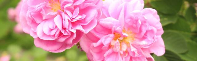 Aiakuninganna õitseb õige hooldusega varakevadest hilissügiseni