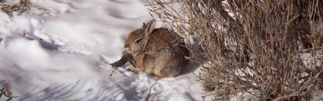Colorado Residents Are Spotting Weird-Looking Rabbits With Black Horns and Mouth Tentacles