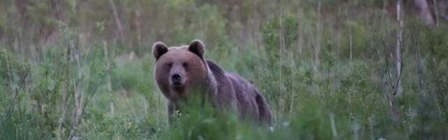 Karu oli kunagi inimene? Karu kui õnnetooja? Muistsetest uskumustest tänapäeva teaduseni