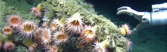 Merepõhja kaevandamine lööb vee-elustiku sassi pooleks sajandiks