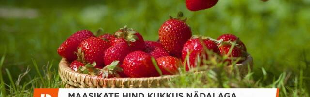 Maasikate hind kukkus nädalaga üle kuue euro