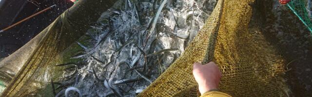 Sel aastal on eestlaste jaanilaual tuulehaug ja hapukurgid?