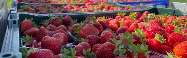 Maasikakasvatajad lasid Tartu turul hooaja lõpus hinnad alla