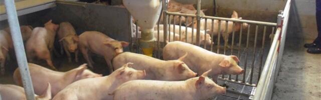 Veterinaarid: sigade Aafrika katk on ühiskondlik kriis, mis vajab laiemat tuge