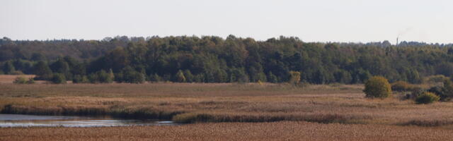 Hiidlased said Uuemõisas roo niitmise loa