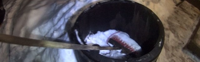 Reporter: Politseinike tööpõld suur ja lai! Kohata võib isegi «kuningat»