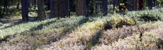 Riigikontroll: kaitstavate metsade loodusväärtuste säilimine ei ole tagatud