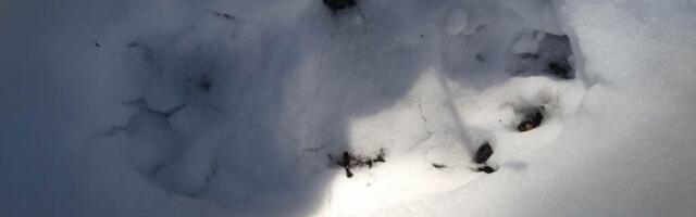 Hiiumaa karu ärkas talveunest