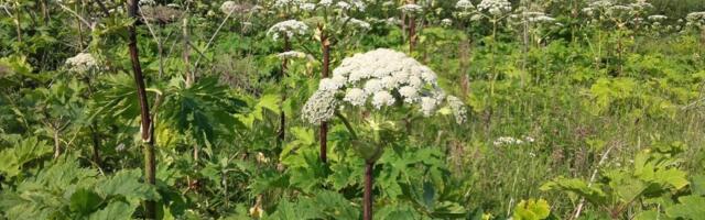 Karuputke tõrje kohustus läheb üle maaomanikele