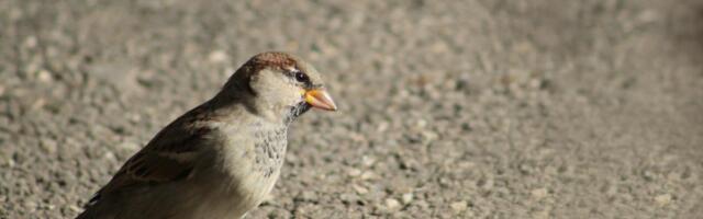 Ornitoloogiaühing palub sõidukijuhtidel arvestada teele lendavate kogenematute noorlindudega